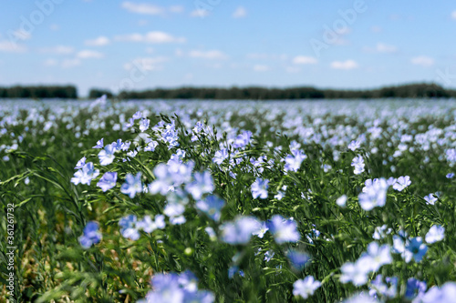 blue flax flowers in a summer flowering field