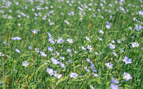 blue flax flowers in a summer flowering field
