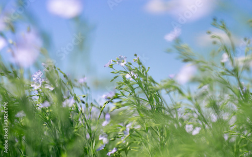 blue flax flowers in a summer flowering field