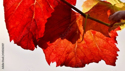 Close up of wine leaves in autumn colors