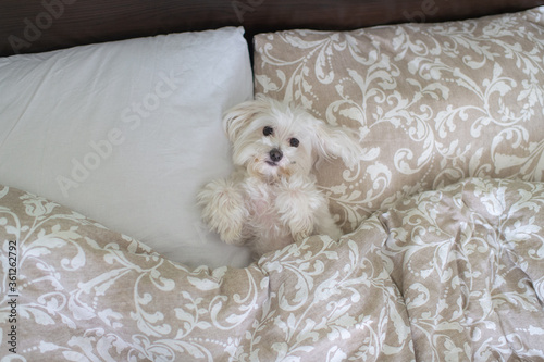 A beautiful little dog with a cute muzzle lies in the bed of its owners under a blanket