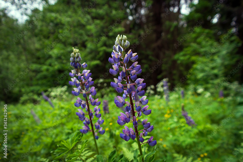 Purple and pink garden lupin wildflowers afternoon Purple and pink garden lupin wildflowers afternoon