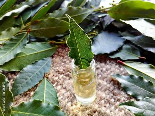 Bay leaf macro in glass bottle with bay leaf essential oil on burlap background. Organic fresh green leaves & laurel (laurus nobilis) oil on rustic table. Indian spice oil of bay leaf healthy concept photo