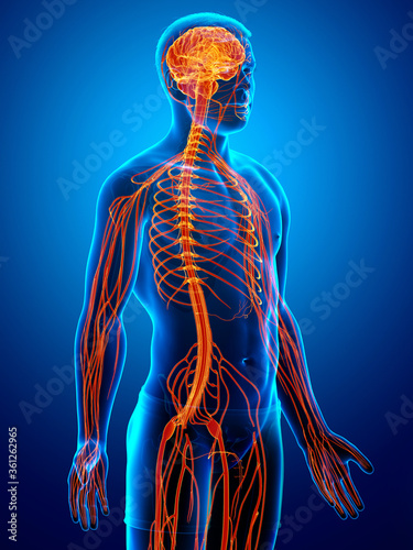 3d rendered medically accurate illustration of a male nervous system