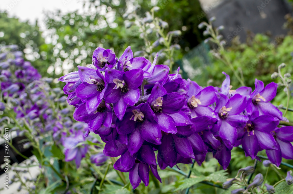 Delphinium fillet flower in a roaring photo of the garden. Delphinium fillet flower in a roaring photo of the garden.