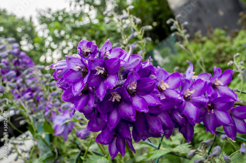 Delphinium fillet flower in a roaring photo of the garden.
