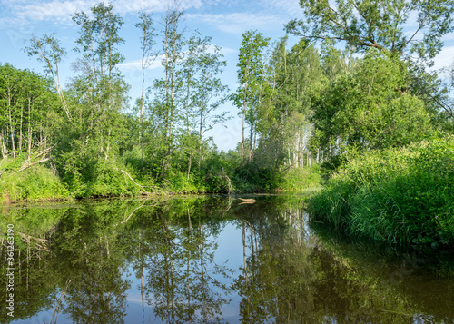 summer landscape with a small forest river, low river calm, summer wild river reflection landscape.