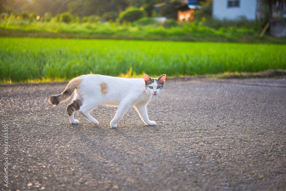 里山を歩く野良猫 里山を歩く野良猫