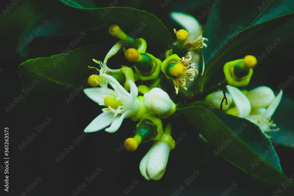 Obraz premium white orchid flower