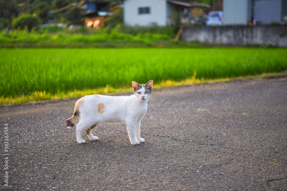 里山を歩く野良猫 里山を歩く野良猫