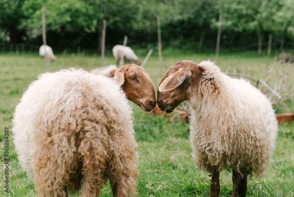 two sheep rub their snouts as they graze on the green grass field. livestock concept. two sheep rub their snouts as they graze on the green grass field. livestock concept.