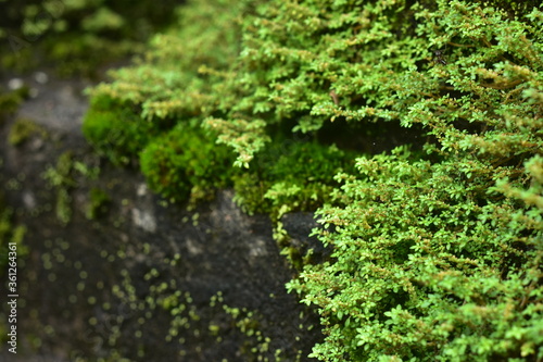 Beautiful green moss on the floor, moss closeup, macro. Beautiful background of moss for wallpaper.