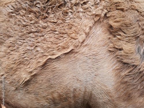 Camel fur close-up