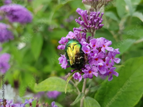 
Flower chafers eating nectar of pink flower. Scarabaeidae family.
 photo