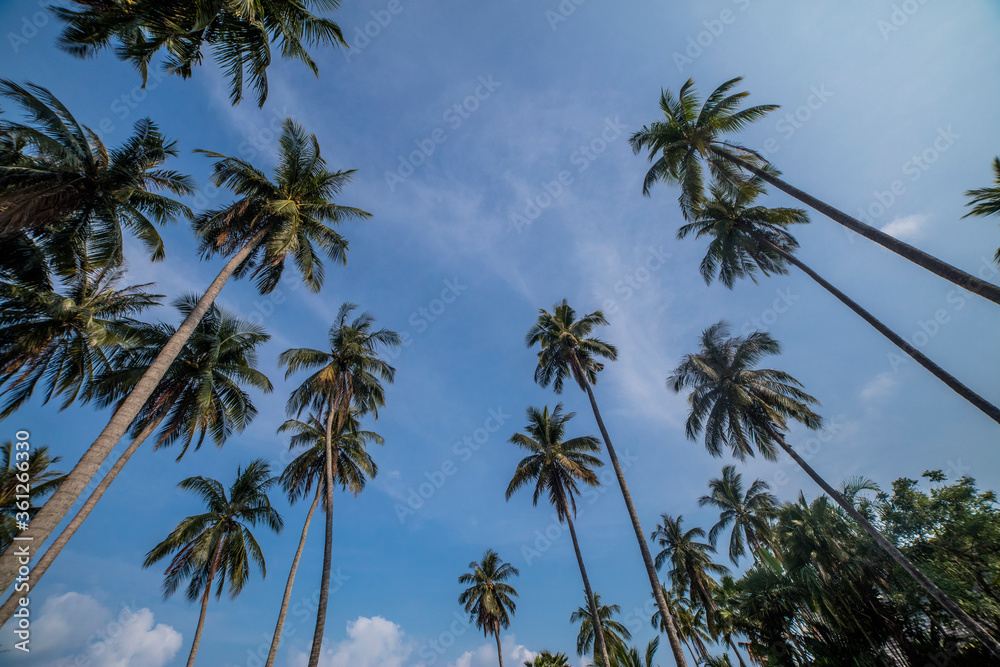 coconut palm trees
