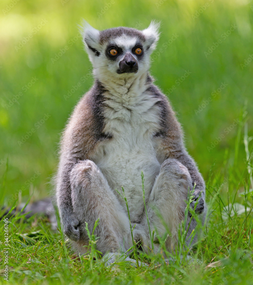 Obraz premium Ring tailed lemur (Lemur catta)