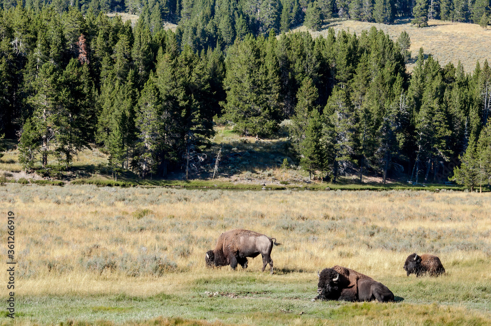 Bison (Bison bison) in Yellowstone National Park, USA Bison (Bison bison) in Yellowstone National Park, USA
