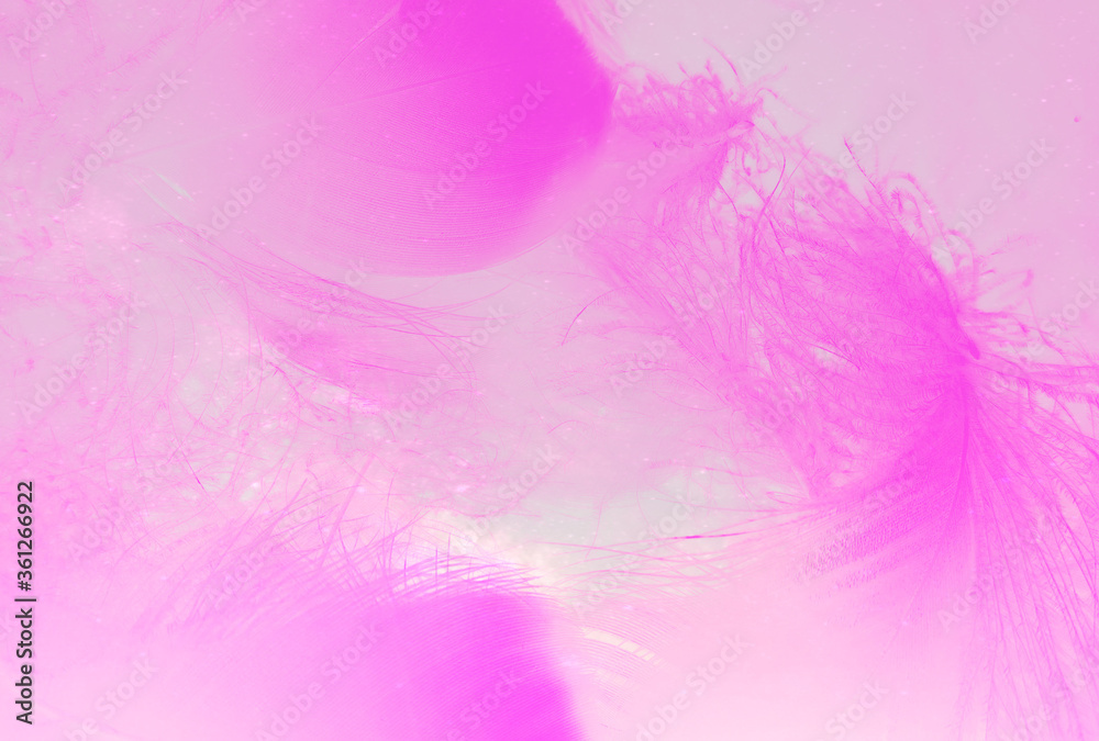 Beautiful abstract white and pink feathers on white background and soft white feather texture on pink pattern and pink background, feather background, pink banners Beautiful abstract white and pink feathers on white background and soft white feather texture on pink pattern and pink background, feather background, pink banners