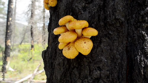 Yellow mushrooms grow in clusters on the blackened charred bark of a tall ponderosa tree. 4K video. photo