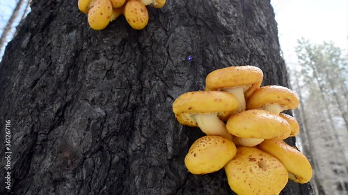 Yellow mushrooms grow on the blackened charred bark of a tall ponderosa tree. 4K video with sunburst. photo