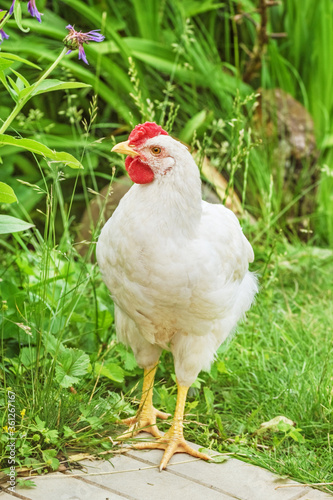 White chicken on path