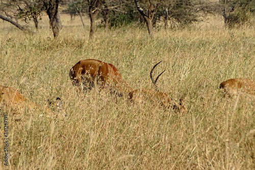 Aepyceros melampus melampus