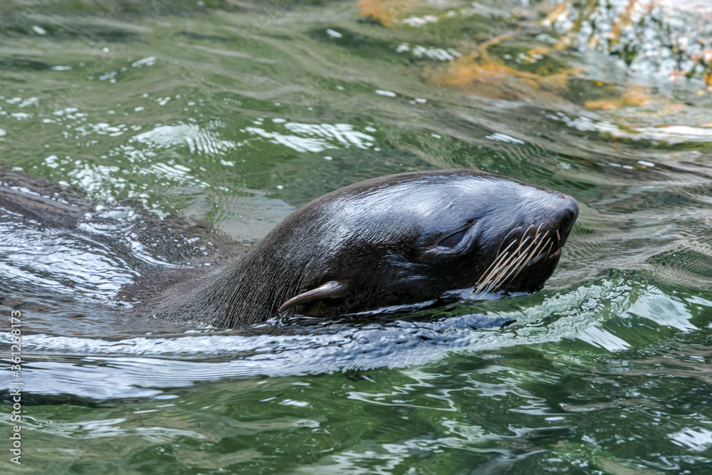 Naklejka premium Northern Fur Seal (Callorhinus ursinus)