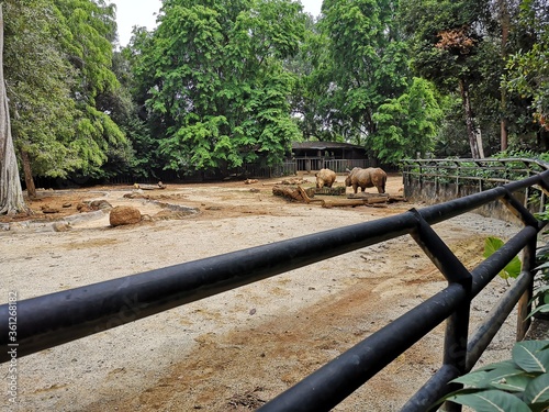 Rhinocerous at rehabilitation centre photo