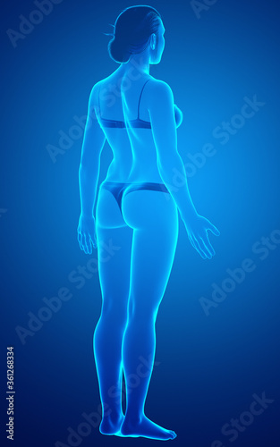 3d rendered illustration of the female body © pixdesign123