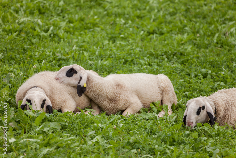 Brillenschaf sheep in an Italian mountain pasture Brillenschaf sheep in an Italian mountain pasture