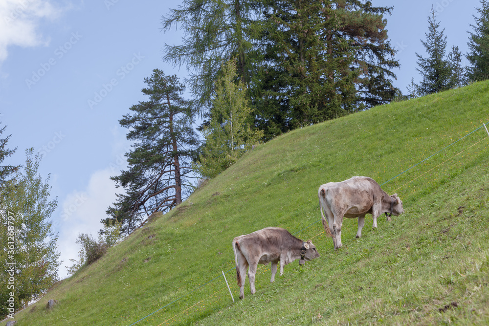 brown alpine cows in a green pasture in Dolomites area