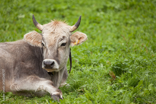 A brown alpine cow resting in a green pasture in Dolomites area