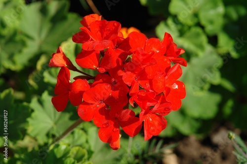A close up of bright red geranium flower in the garden. Scarlet pelargonium with water drops on the petals on a sunny day