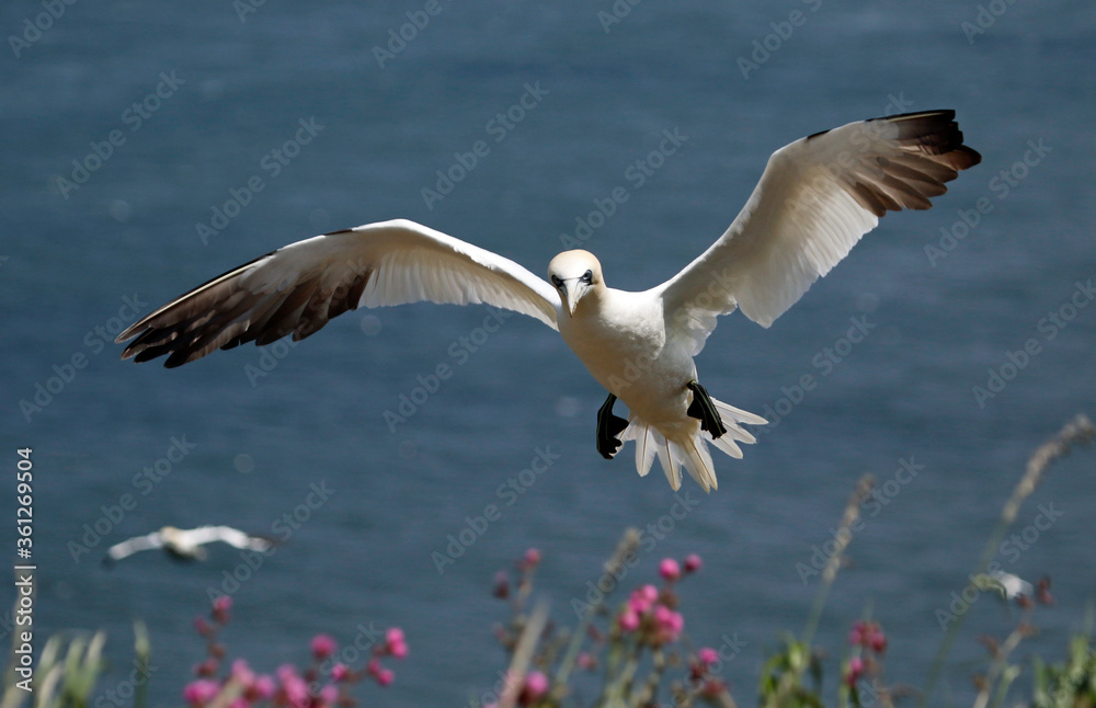 Obraz premium Northern gannets soaring above the cliffs at Bempton in Yorkshire