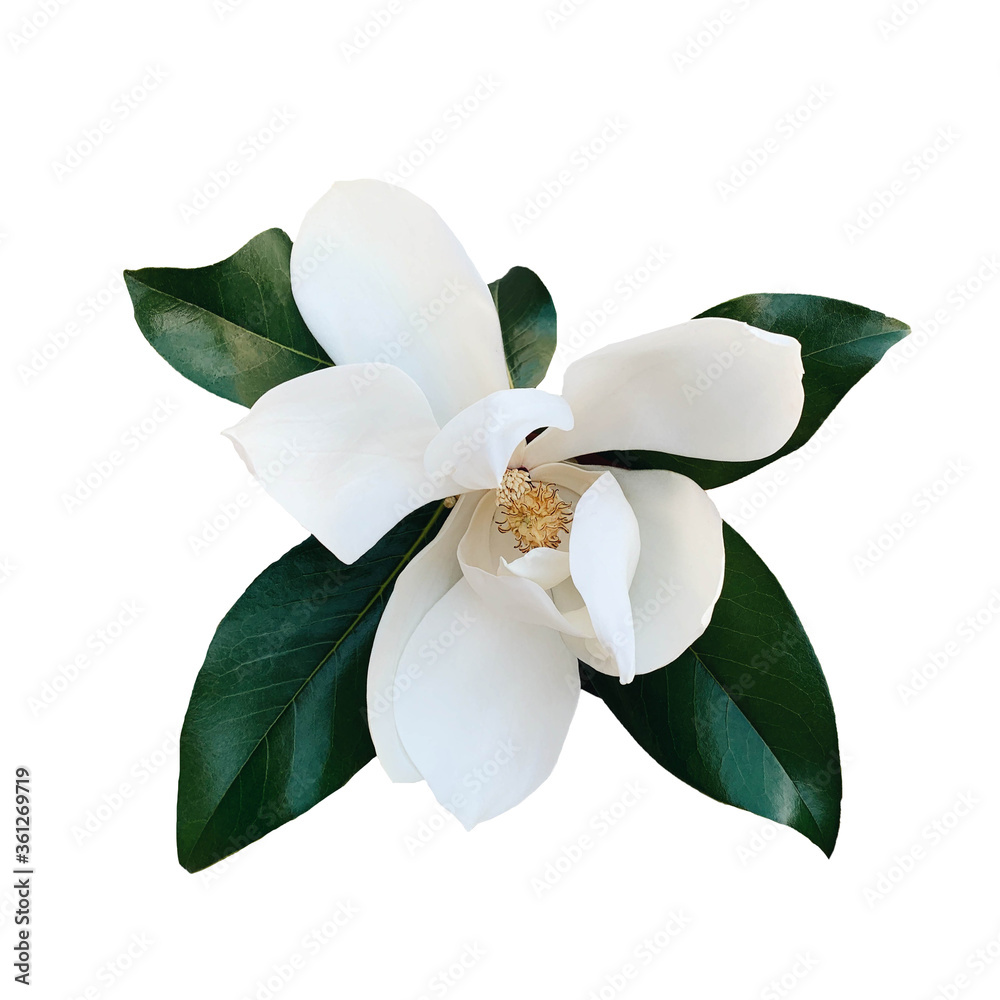 Obraz premium Beautiful fresh white magnolia flower with green leaves in full bloom.
