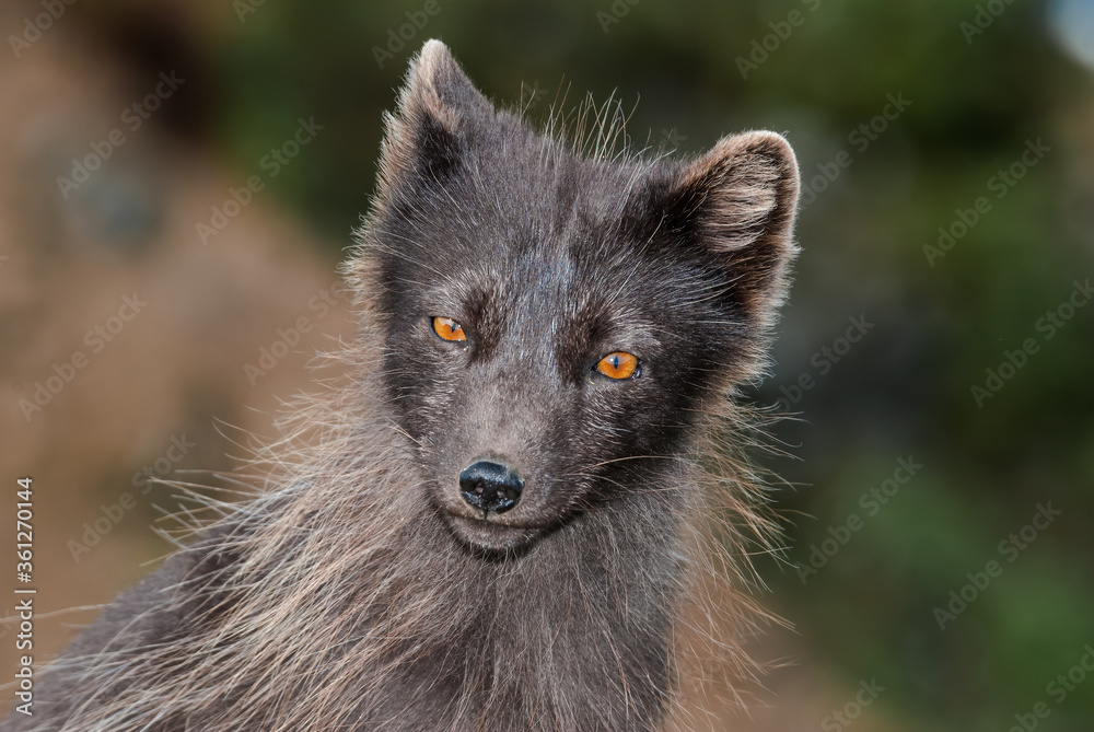 Pribilof Islands Arctic Fox (Alopex lagopus pribilofensis) at St. George Island, Pribilof Islands, Alaska, USA Pribilof Islands Arctic Fox (Alopex lagopus pribilofensis) at St. George Island, Pribilof Islands, Alaska, USA