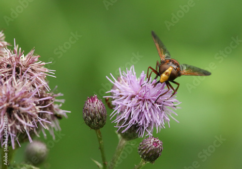A Hornet Mimic Hoverfly, Volucella zonaria, nectaring from a thistle flower growing in a meadow.