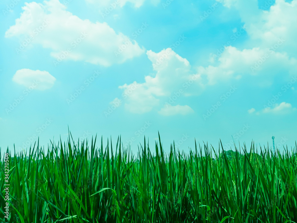 Green rice fields and blue sky and white clouds background.Bright blue and green grass.