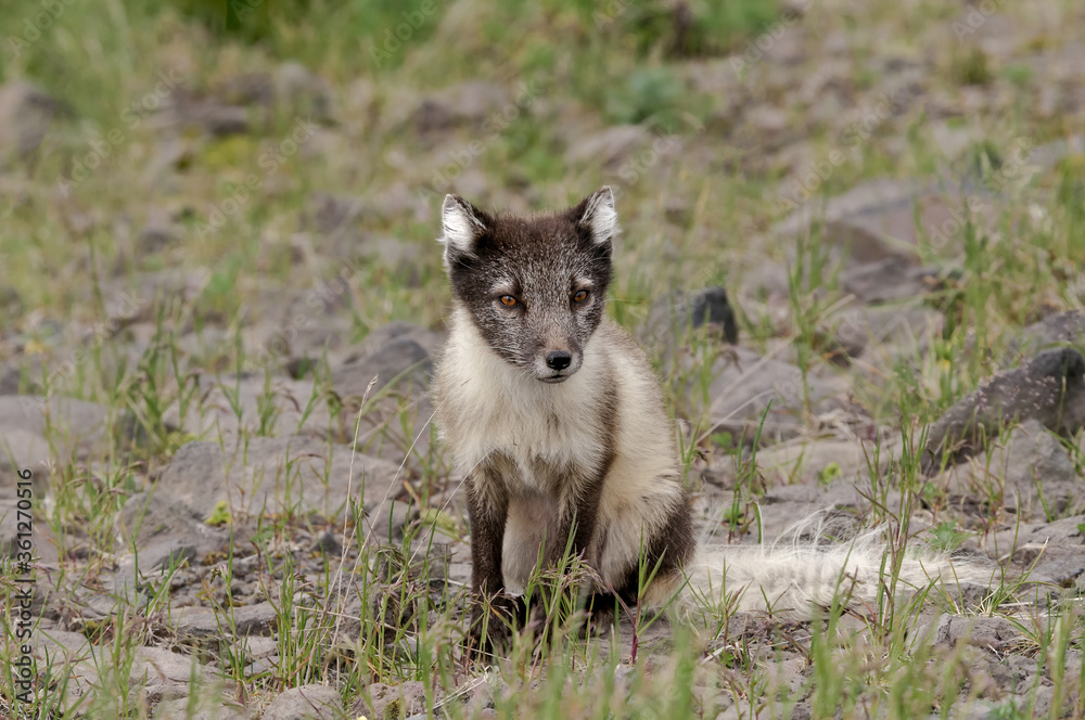 Arctic Fox (Alopex lagopus) at St. George Island, Pribilof Islands, Alaska, USA Arctic Fox (Alopex lagopus) at St. George Island, Pribilof Islands, Alaska, USA