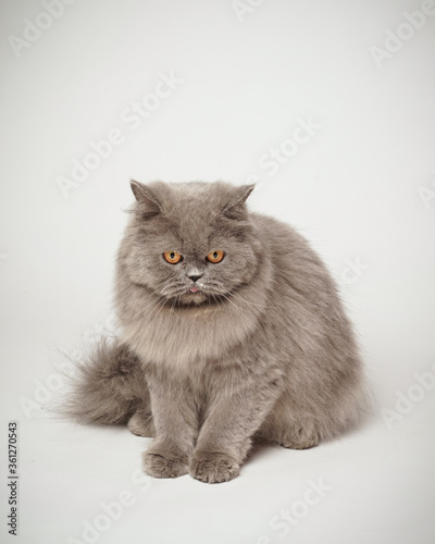 the gray cat's expression was angry. Persian cat who was turning his head, as if he saw something strange. This cat smells an attention-grabbing scent to hunt it. a very serious cat expression.