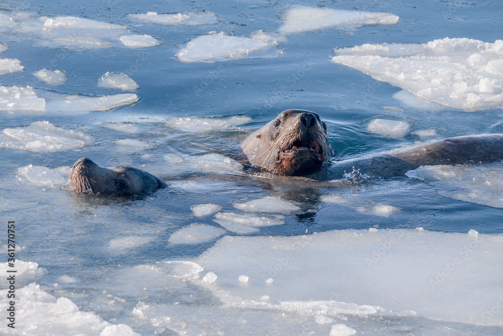 Obraz premium Steller's Sea Lion (Eumetopias jubatus) in harbour, Petropavlovsk-Kamchatsky, Kamchatka Peninsula, Russia