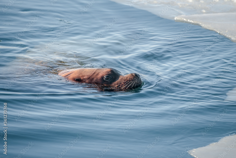 Obraz premium Steller's Sea Lion (Eumetopias jubatus) in harbour, Petropavlovsk-Kamchatsky, Kamchatka Peninsula, Russia