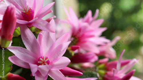 Blooming zygocactus Schlumbergera on a blurred background of a summer garden