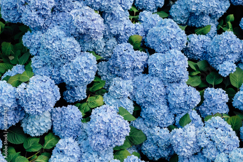Beautiful fresh blue hydrangea flowers blooming in the garden.