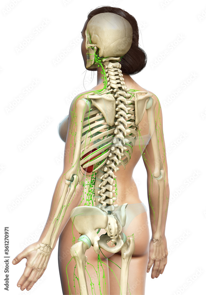 3d rendered medically accurate illustration of a female lymphatic system 3d rendered medically accurate illustration of a female lymphatic system