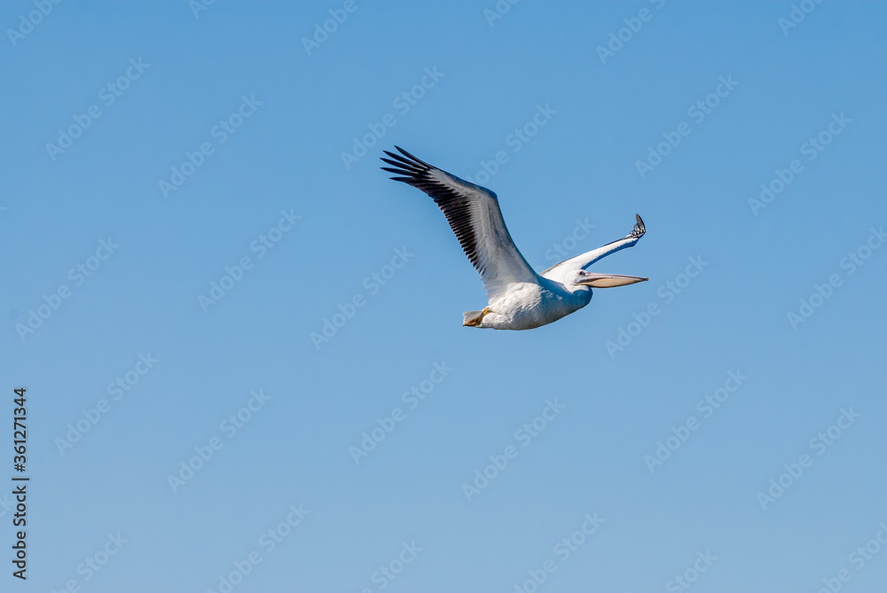 Obraz premium American White Pelican (Pelecanus erythrorhynchos) on Salton Sea, Imperial Valley, California, USA
