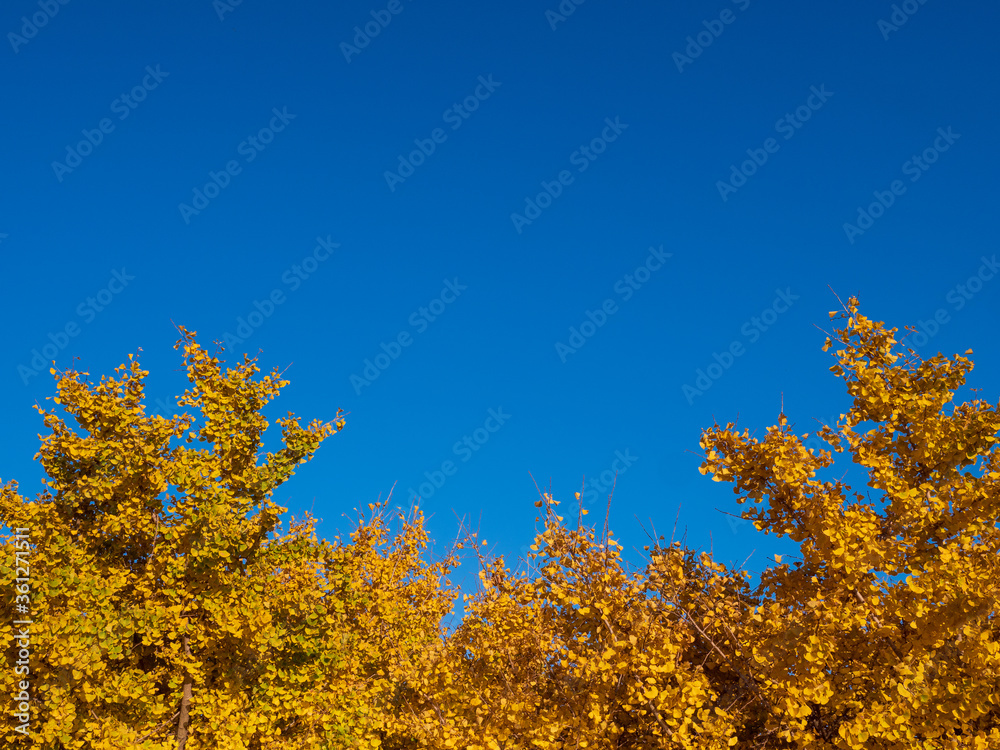 Fototapeta premium イチョウと青空
