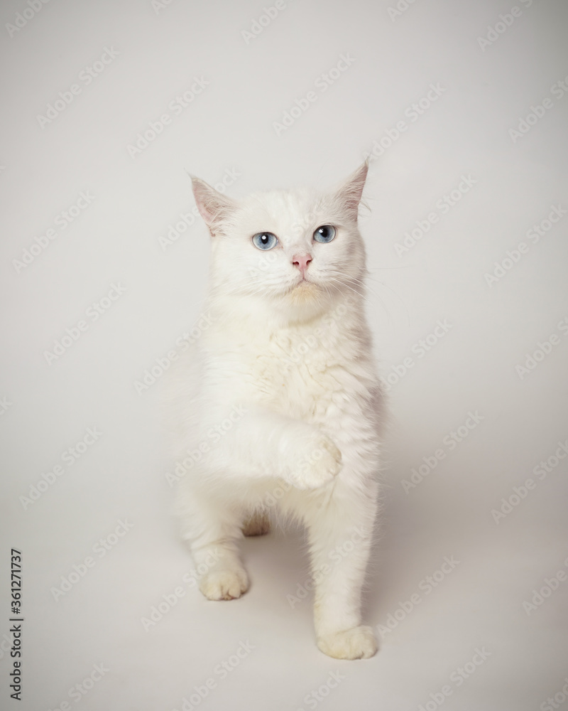 the white cat is being stylish like a child. the white cat is being stylish like a child.