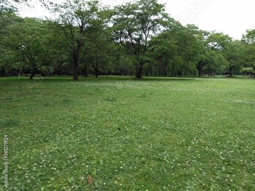 Wallpaper Mural green grass field Torontodigital.ca