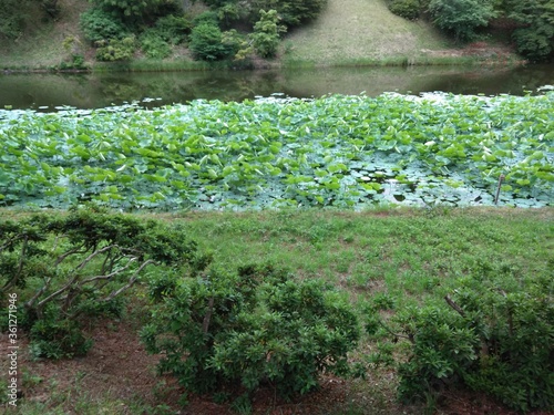 Wallpaper Mural rice field in thailand Torontodigital.ca